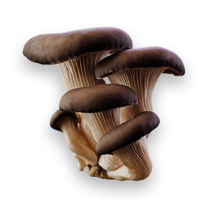 Mushroom PNG image-3224